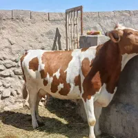 گاو ماده