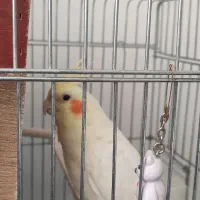 عروس لوتینو نروماده رام و دستی