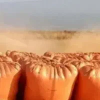 کاه امسال