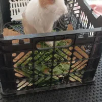 خرگوش ماده|موش و خرگوش|مریوان, |دیوار