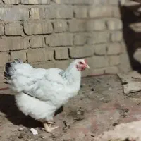 تخم مرغ برهما|حیوانات مزرعه|شیراز, شهرک صادقیه|دیوار