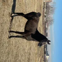 مادیون سه سال