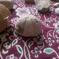 فسیل|کلکسیون اشیاء عتیقه|جیرفت, |دیوار