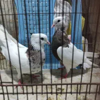 کفتر مسافتی|پرنده|گنبد کاووس, |دیوار