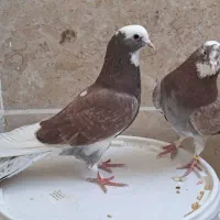 کبوتر