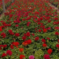 فروش انواع گل های آپارتمانی به صورت تک و عمده