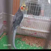 عروس هلندی نر با قفس معاوضه با باند خربزه ای ماشین|پرنده|مشهد, فدک|دیوار