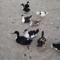 اردک محلی و مرغ خروس|حیوانات مزرعه|سعدآباد, |دیوار