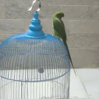 طوطی ملنگو بسیار زیبا