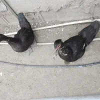 اردک اسراییلی