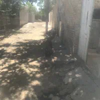 واگذاری سگ سراب|سگ|زند, |دیوار