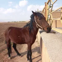 فروشی|اسب و تجهیزات اسب‌سواری|صومای برادوست, |دیوار