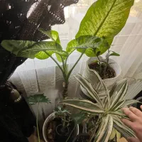 گلدان|گل و گیاه طبیعی|بندر انزلی, نیمه شعبان|دیوار