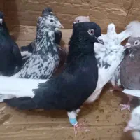 کبوتر رنگه دم‌سفید کله، جفتگاه