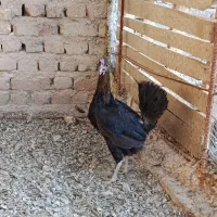 مرغ و خروس