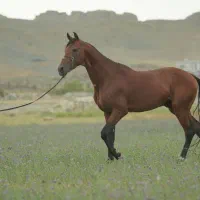 نریون ترکمن آخال بسیار قوی و قد بلند مدارک دار|اسب و تجهیزات اسب‌سواری|مشهد, شهرآرا|دیوار