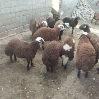 خوراک شیری پرتولید