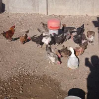 مرغ و خروس محلی