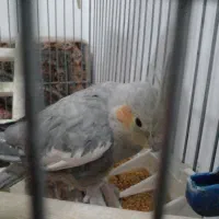 یک عدد عروس هلندی|پرنده|صباشهر, |دیوار