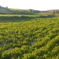 زمین-ابی-دارم-برای-اجاره-وشراکت