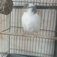 قناری گلستر