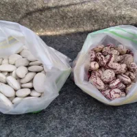 لوبیاچیتی تازه اردبیل عمده