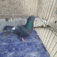 کبوتر|پرنده|بجنورد, |دیوار