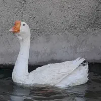 قوغاز لیندا نر