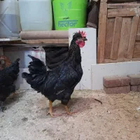 مرغ وخروس