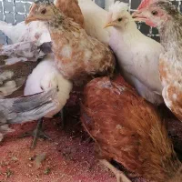 مرغ و خروس 3 ماهه جوجه
