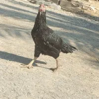 ماده مرغ فروشی