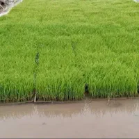 فروش بذر هاشمی وصدری بلند