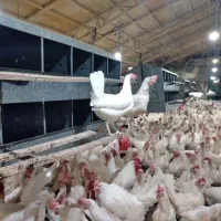مرغ سفید تخمگذار