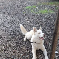 توله هاسکی نر آموزش دیده|سگ|رشت, جانبازان|دیوار