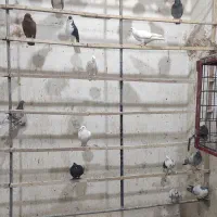 خرید و فروش کبوتر