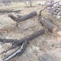 چوب خشک شده زردالو و بادام|خدمات باغبانی و درختکاری|سیه رود, |دیوار