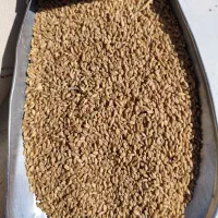 گندم بذری برات