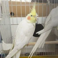 ‌پرنده،عروس هلندی