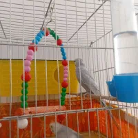 مرغ عشق|پرنده|نوشین شهر, |دیوار