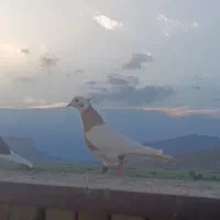 طوق زرد نر
