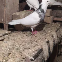 طوقی نر الماسی