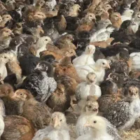 جوجه مرغ و خروس محلی۳۶ روزه واکسیناسیون شده