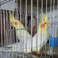 عروس هلندی گمشده