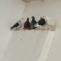 گرفته|پرنده|شوشتر, |دیوار