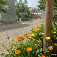 سوئیت،اقامتگاه،منزل ویلایی|اجارهٔ کوتاه‌مدت آپارتمان و سوئیت|بیستون, |دیوار