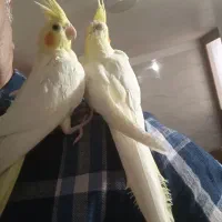 عروس هلندی|پرنده|خوی, |دیوار