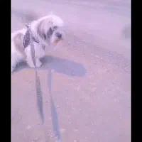 توله سگ پاکوتا میکس مادر پودل کراس از پدر پامر
