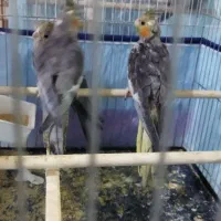 سه عدد عروس با وسایل