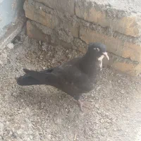 کفش و کمربند طرح کفتر