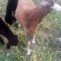 3راس‌گوسفند‌جوان‌‌حدودن‌هرکدوم‌35کیلوبه‌بالا‌|حیوانات مزرعه|مرند, |دیوار